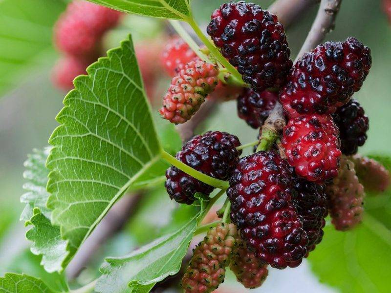 Шелковица купить саженцы из питомнике в Балаково