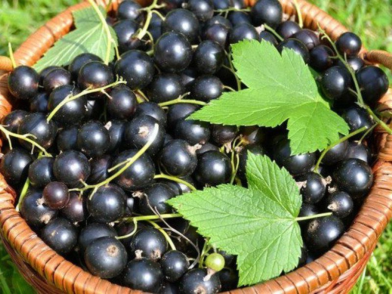 Смородина купить саженцы из питомника в Балаково