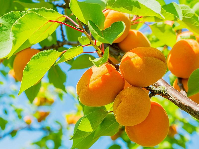 Абрикос купить саженцы из питомнике в Балаково