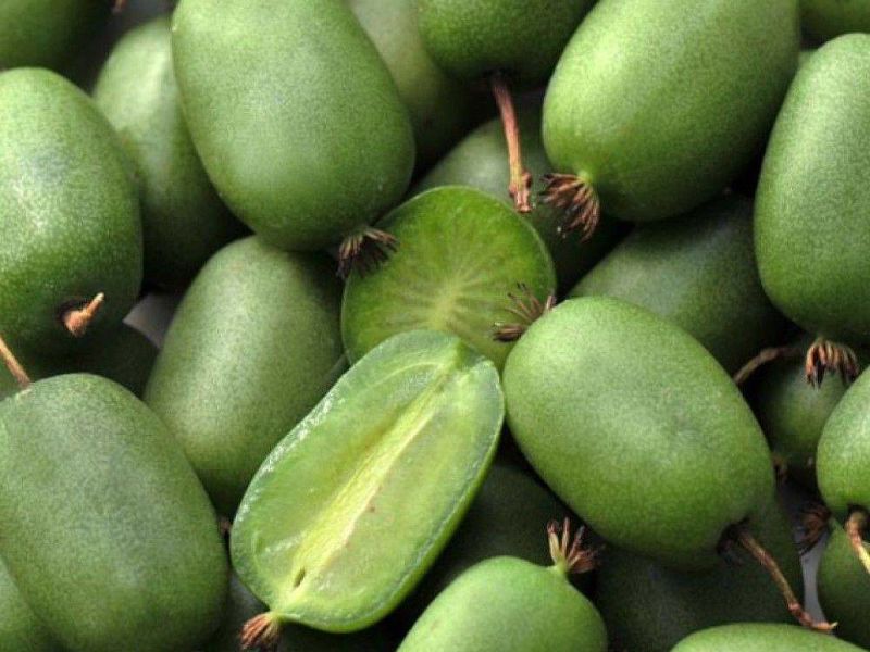 Актинидия купить саженцы из питомнике в Балаково