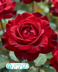 Роза "ОМАЖ А БАРБАРА"