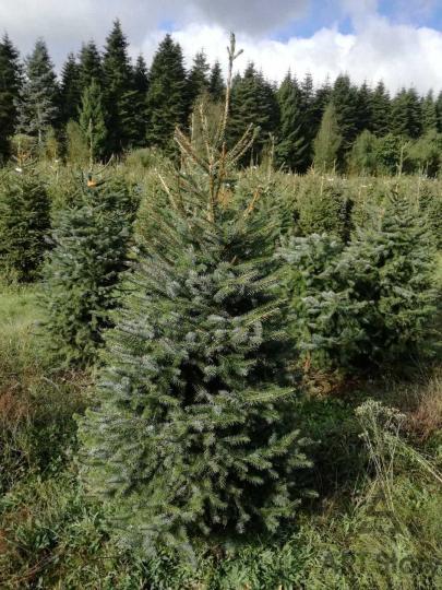 Ель Сербская "ОМОРИКА" 2-х летка (стакан С2)