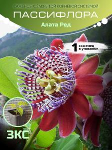 Маракуйя "Алата ред" ЗКС