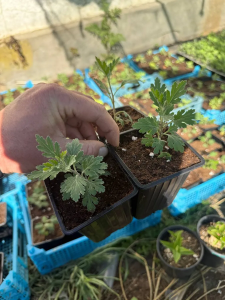 Хризантема Бакарди, Розовый Фламинго, Алые Паруса, 3 шт
