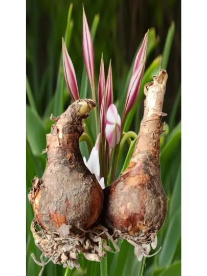 Кринум Asiaticum 1 луковица