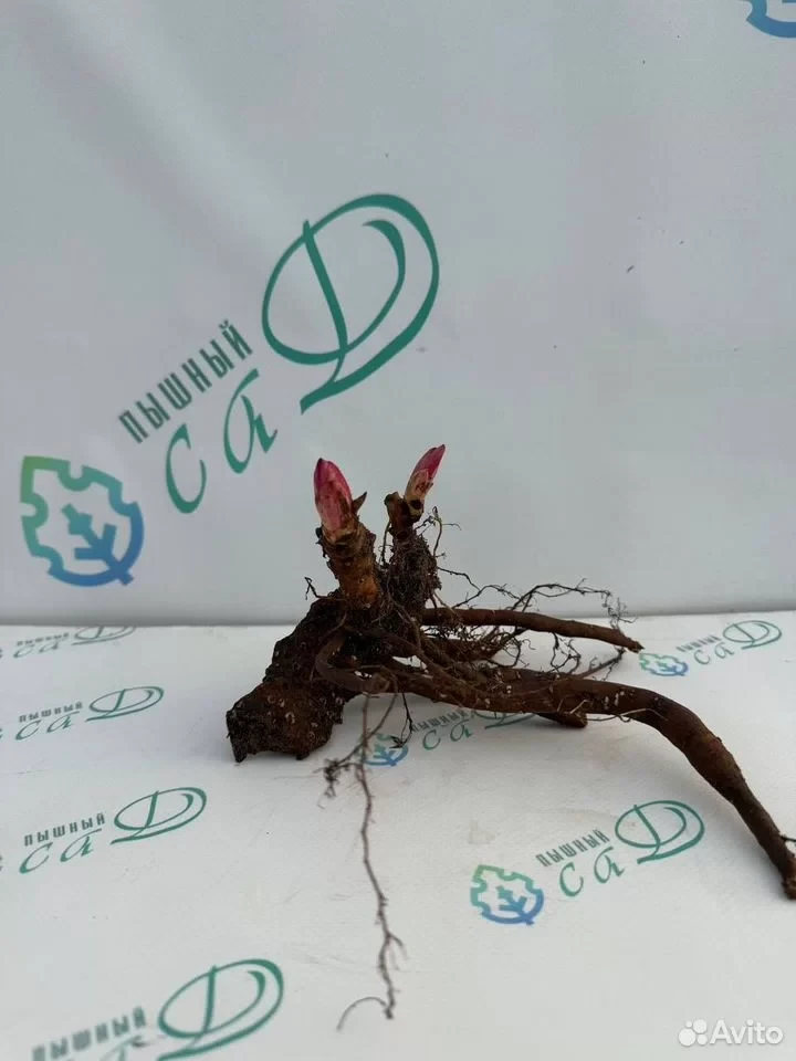 Пион "ЛОРЕЛЕЙ"
