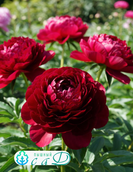 Пион "РЕД ЧАРМ"