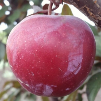 Слива "ГОЛЛИВУД"