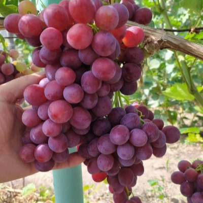 Виноград "НЕВЕСТА"